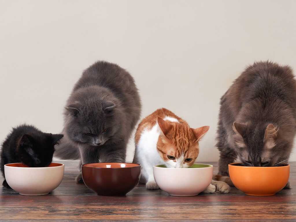 коты и котята едят из мисок
