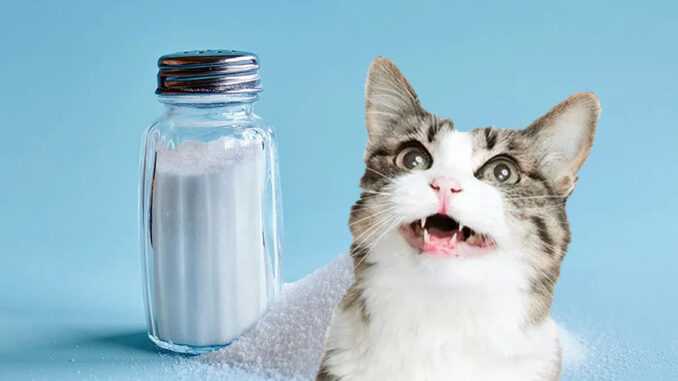 соль для кошек