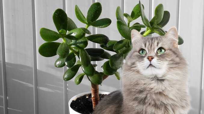Опасно ли денежное дерево для кошек?