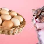 Можно ли кошкам яйца?
