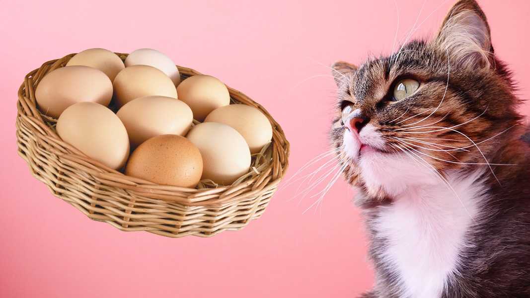 Можно ли кошкам яйца? Все что вам нужно знать!