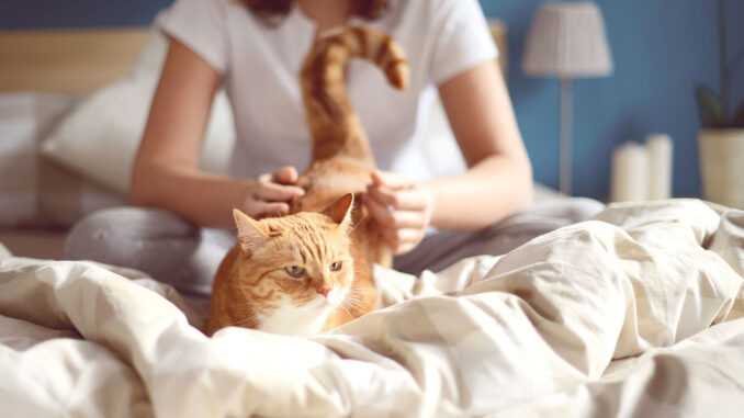 кот и хозяин в постели