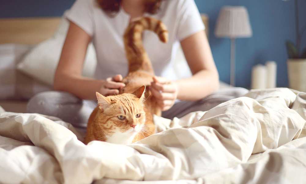 Все про вирус иммунодефицита кошек (ВИК): симптомы и лечение