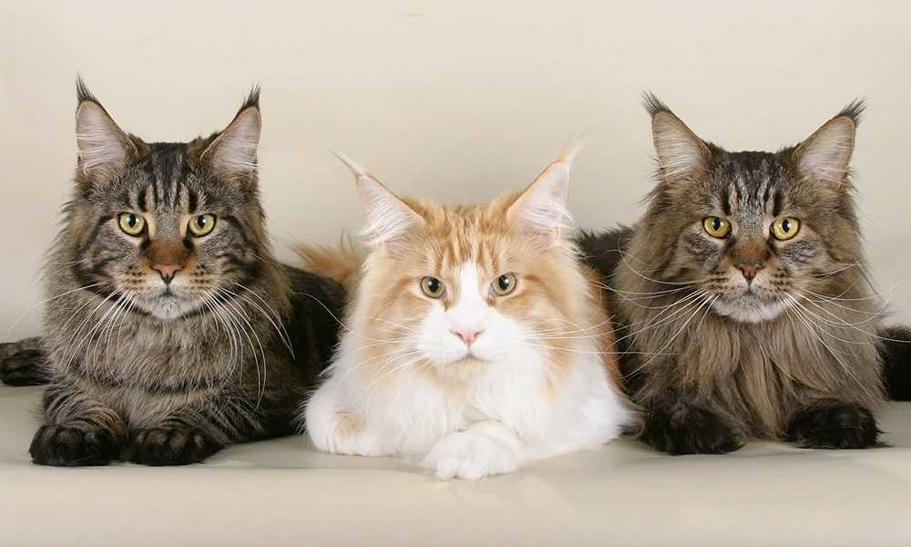 три кота мейн-кун