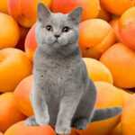 Можно ли кошкам абрикосы?
