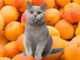 Можно ли кошкам абрикосы?