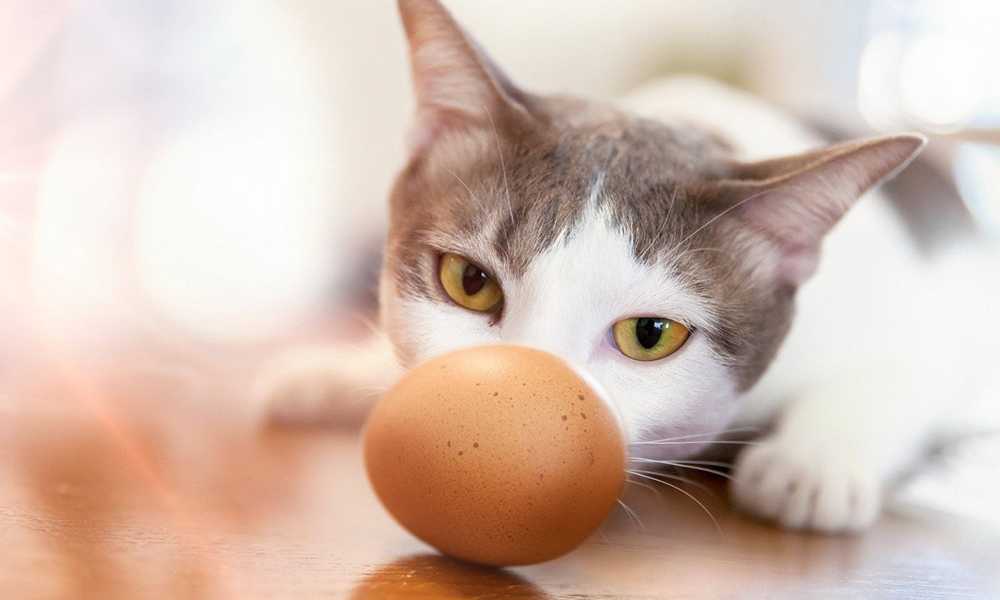 кот и яйцо