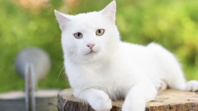 у кошки белый нос