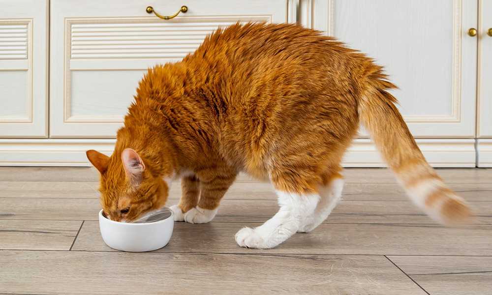 рыжий кот ест из миски на кухне
