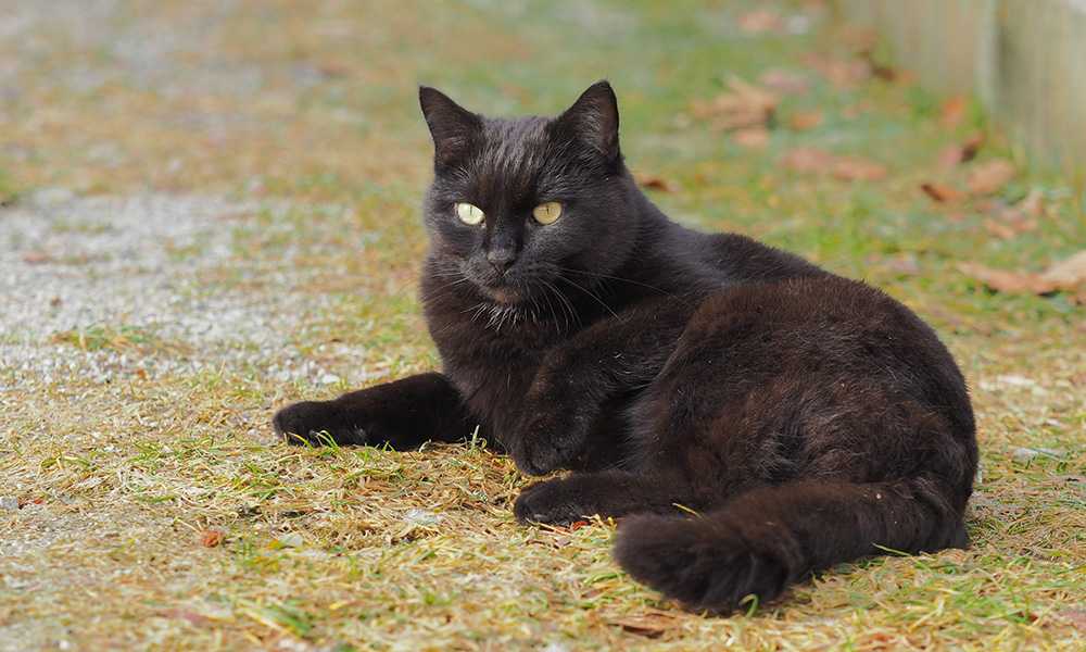черный кот с коричневым