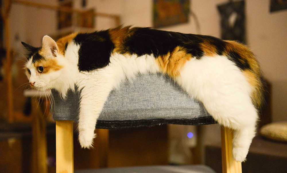 кошка лежит на стуле