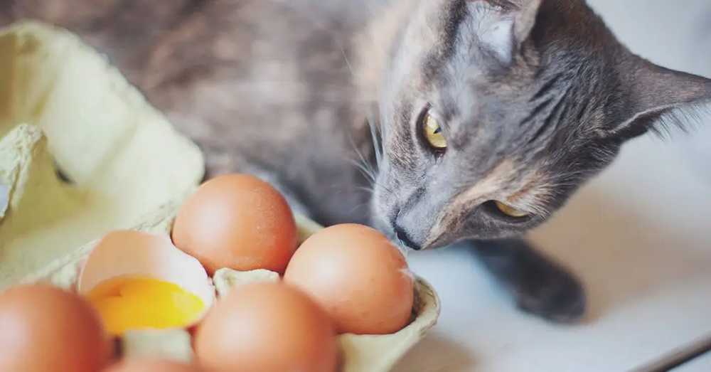кот у лотка с яйцами