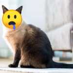 почему у сиамской кошки текут слюни