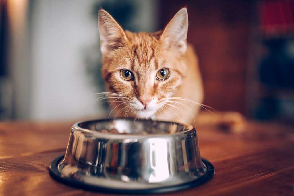 кот и еда