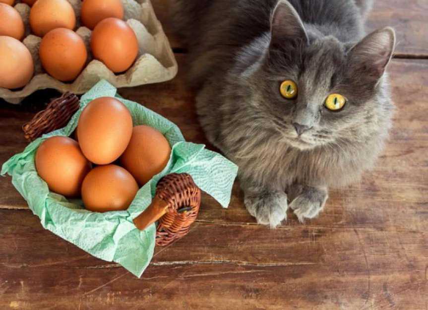 серый кот и куриные яйца
