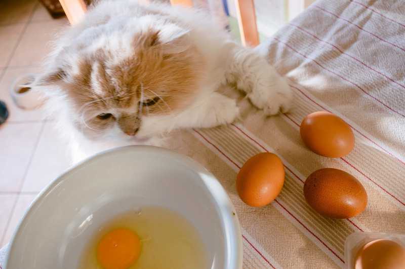 кот и сырое яйцо в тарелке