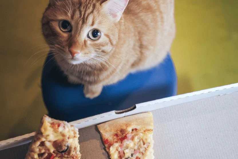 кот и пицца с моцареллой