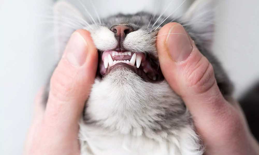 кот зубы