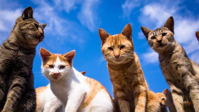 кошки на фоне неба