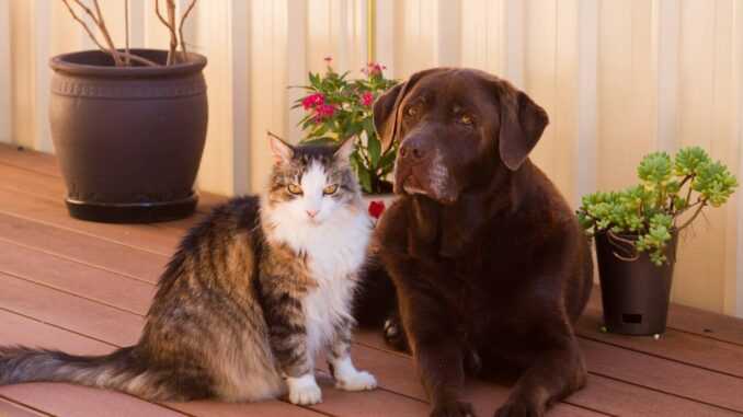 кошка и собака вместе сидят