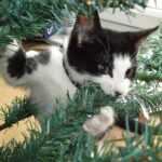 Почему кошки грызут искусственную елку?
