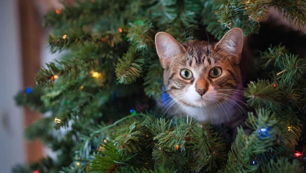 Почему кошки грызут искусственную елку?