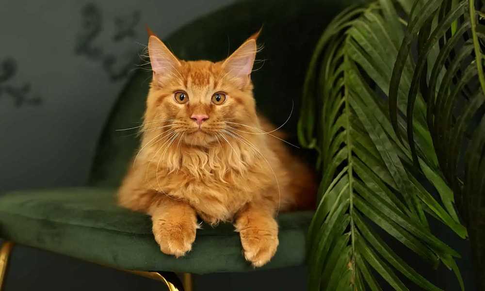 рыжий кот мейн-кун сидит на зеленом стуле