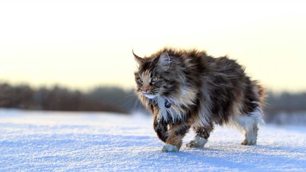 кот в снегу бежит