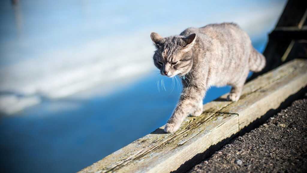 кот идет на фоне моря