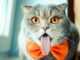 Почему кот высовывает язык и текут слюни?