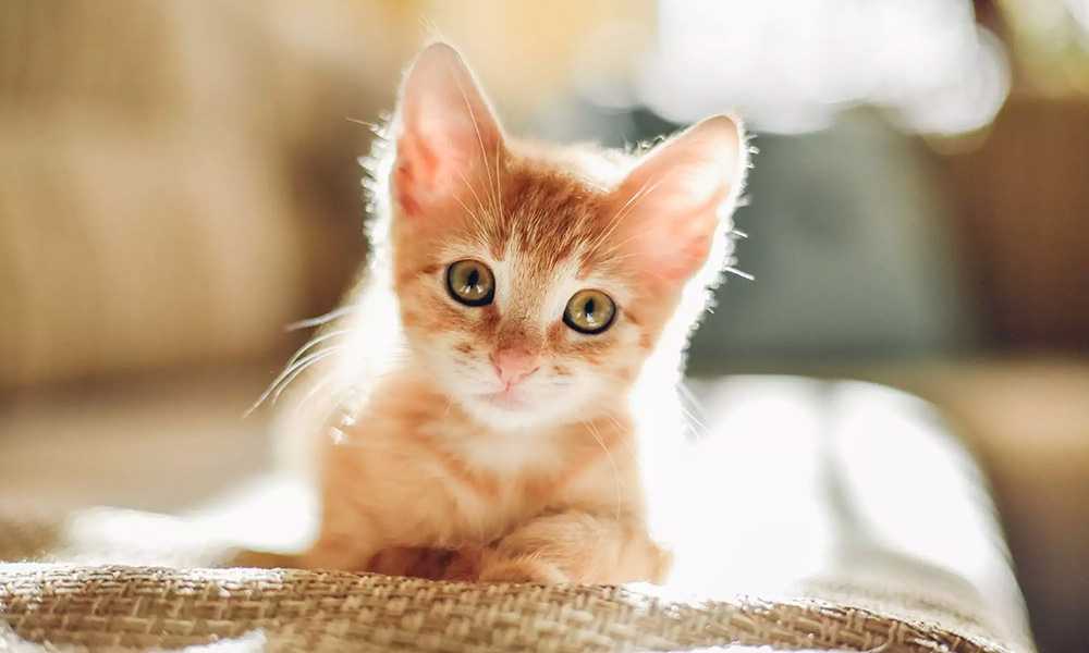 рыжий котенок