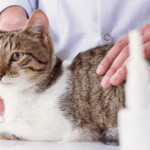 Насморк у кошек и чихание чем лечить?