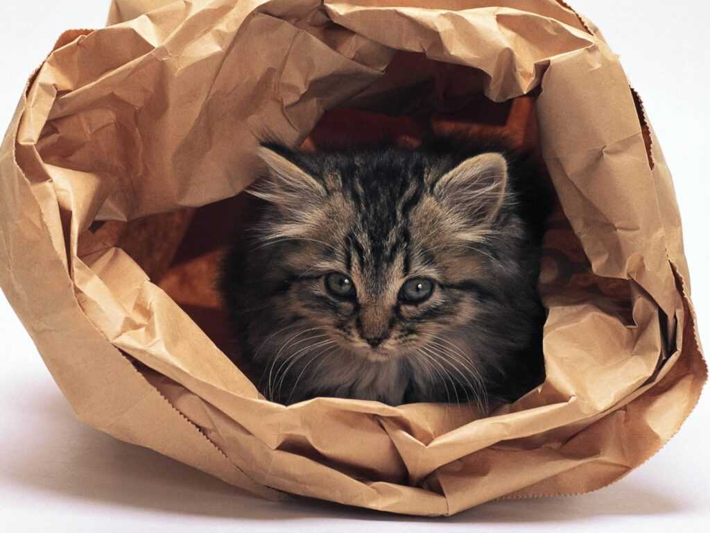 кот и бумажный пакет