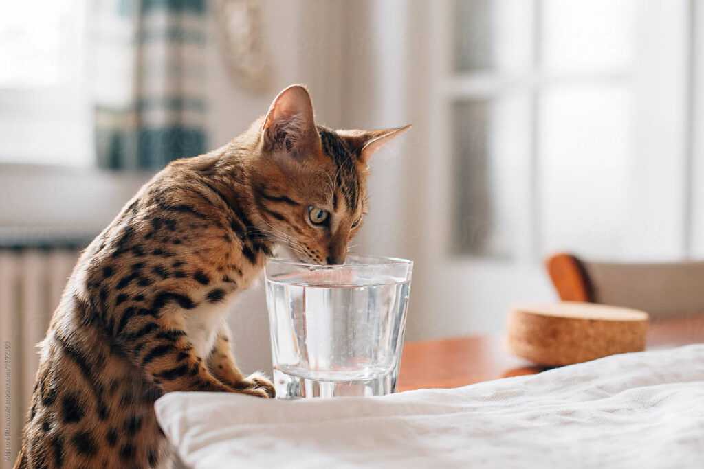бенгальская кошка пьет воду из стакана