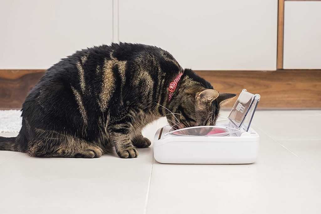 Что значит беззерновой корм для кошек?