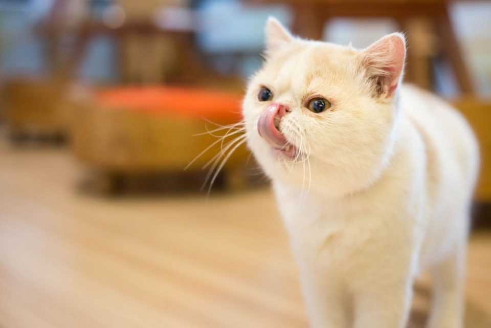 Белая экзотическая короткошерстная кошка облизывается
