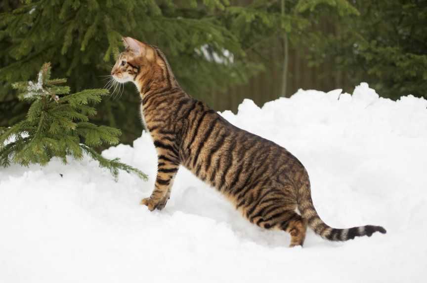 кот тойгер в снегу