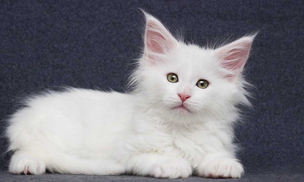 белый котенок мейн-кун