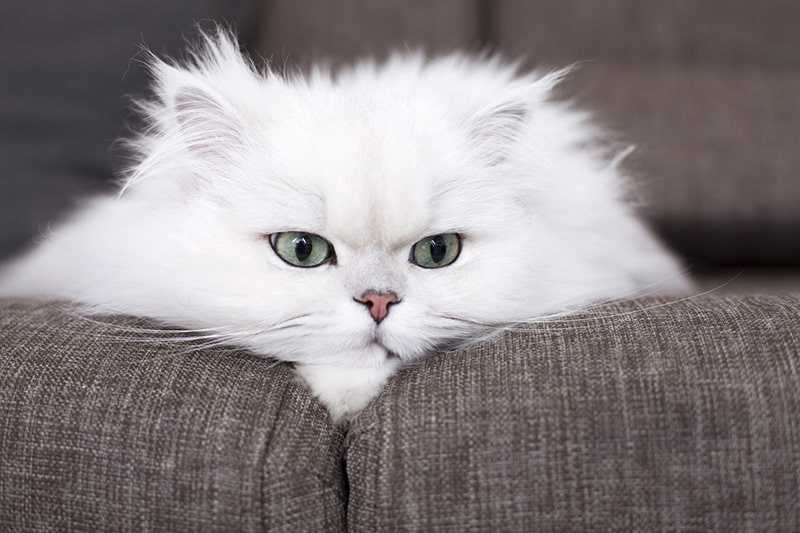 Персидская кошка лежит в складке дивана