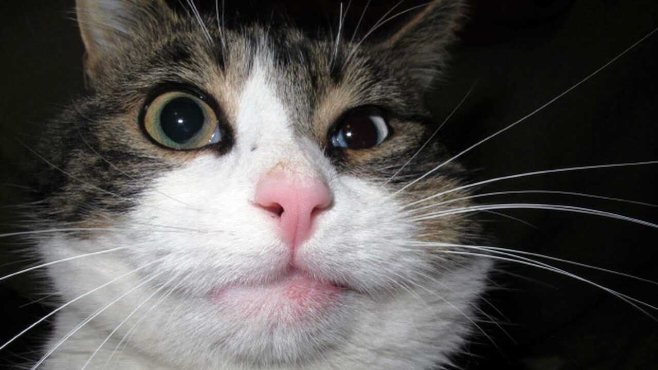 Причины повышенной активности слюнных желез у кошек