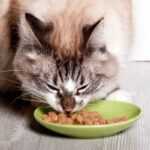 кот ест влажный корм