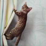 Как отучить кота прыгать на шторы?