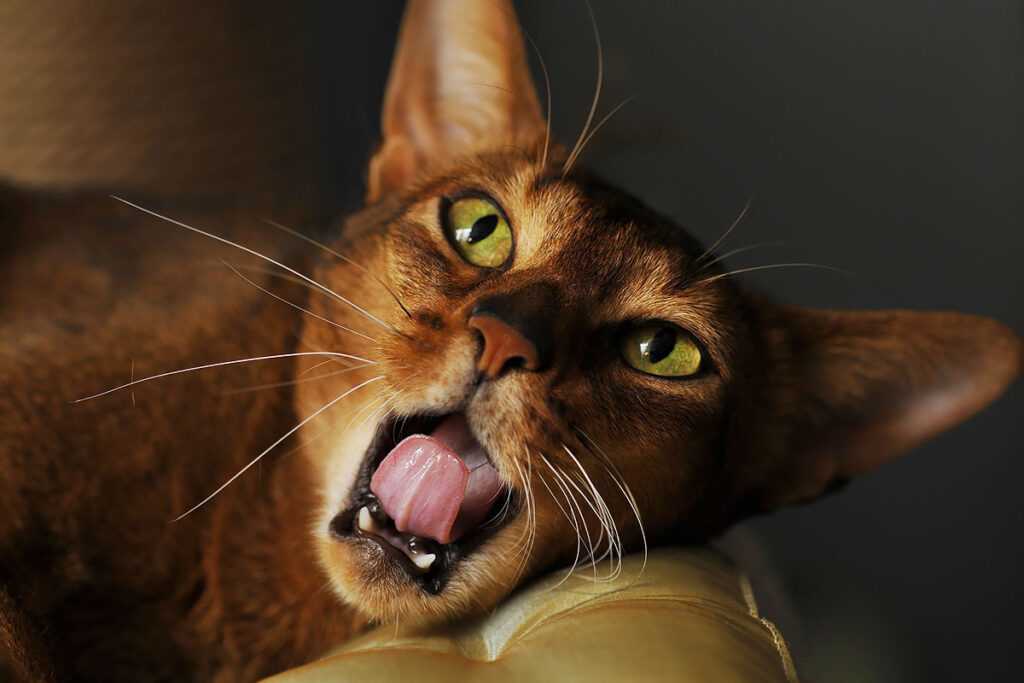 кормить абиссинского кота
