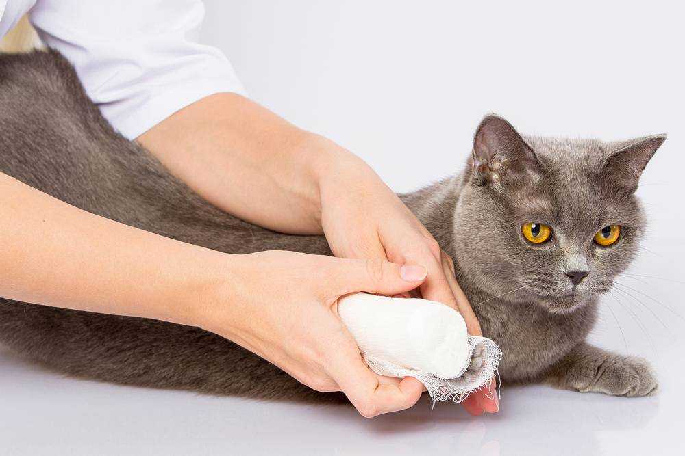 обработать гнойную рану кошке