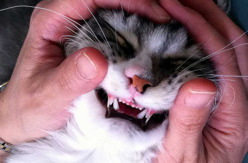 Почему кот стучит зубами?