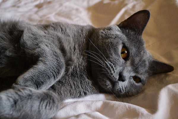 серый британский котик