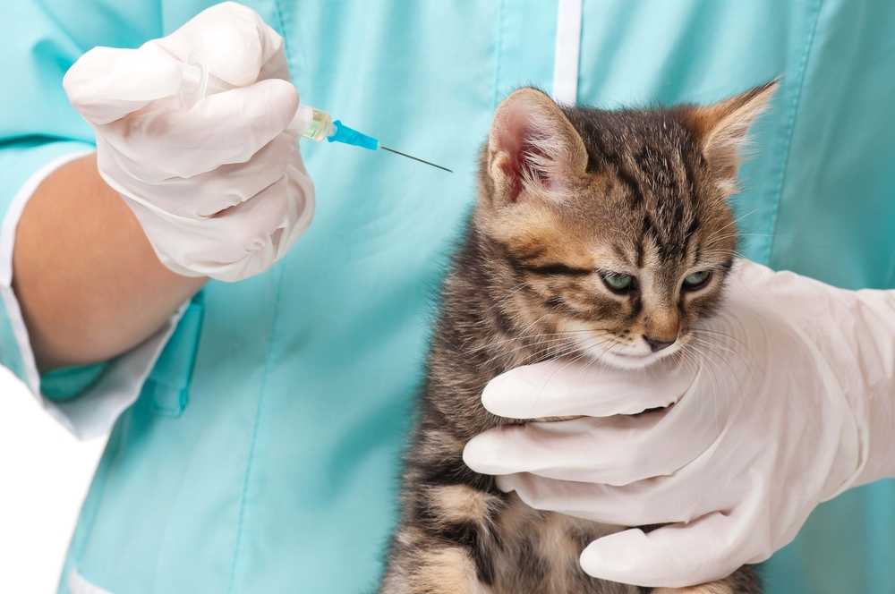 Прививка от чумки кошке