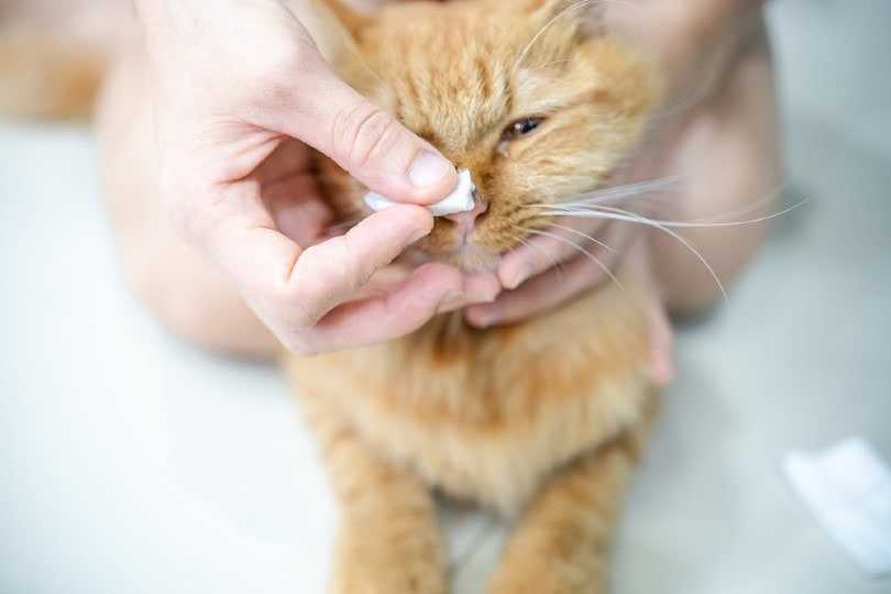 Как почистить нос коту