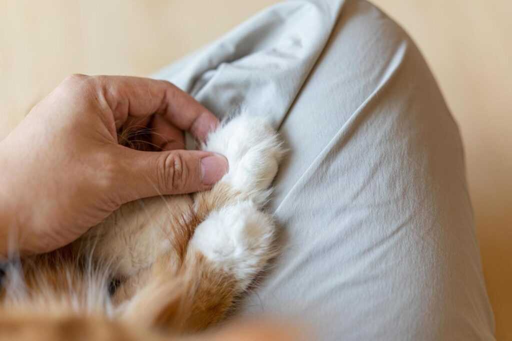 кошка позволяет трогать лапу