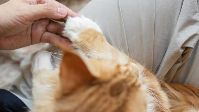Почему кошкам не нравится когда трогают за лапы?